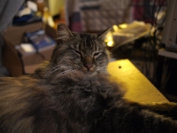 Hermes DS couch C201199.JPG